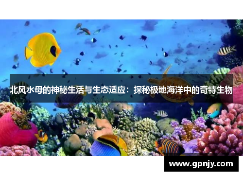 北风水母的神秘生活与生态适应：探秘极地海洋中的奇特生物